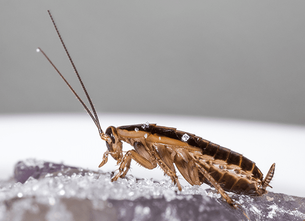 5 Disgusting Things About A Cockroach Truly Green Pest Control