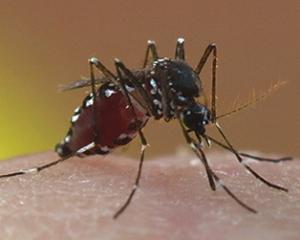 Mosquito control in Kansas City
