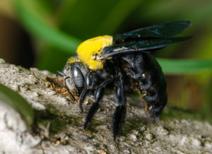 carpenter-bee Carpet Bee