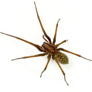 Spiders in The Winter...In Kansas City – Truly Green Pest Control