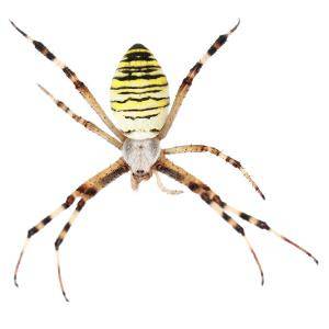 garden Spider