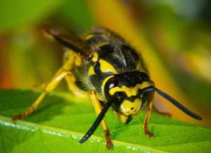 yellow jacket wasp perched on a leaf in a garden