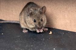 Rodent exterminator Lenexa Kansas