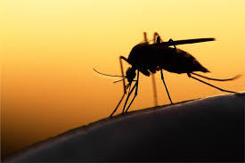 Mosquito Control | Mosquito Bites In Kansas City