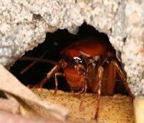 Roach Exterminator
