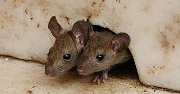 vs mouse rats pest control kansas