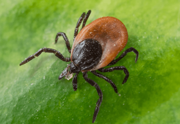 Kansas Ticks Lyme Disease