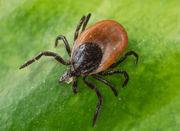Kansas Ticks Lyme Disease