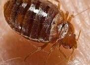 BED BUGS
