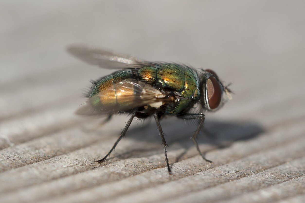 Blowflies in your home