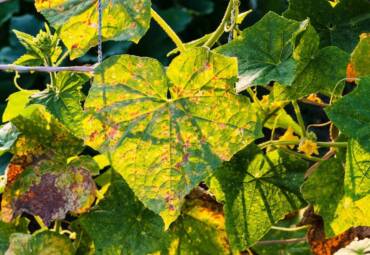 How to Prevent Garden Pest