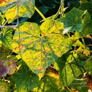 How to Prevent Garden Pest