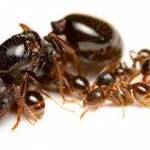 Queen Ants