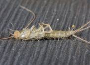silverfish in your attic