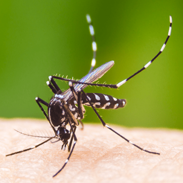 Best Mosquito Treatment