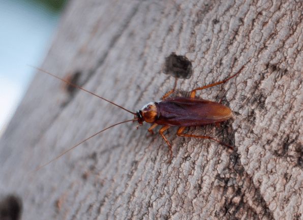 Cockroaches prefer low-sugar diets