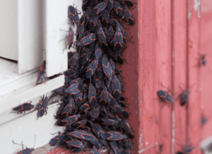 Boxelder Bug In Kanas City Homes