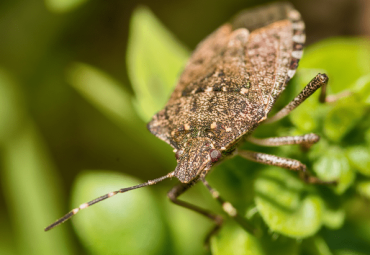 How to Get Rid of Stink bugs Naturally