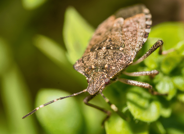 How to Get Rid of Stink bugs Naturally