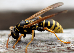 Yellow Jacket in your yard
