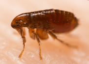 How to get rid of fleas