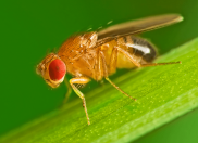 Fruit fly in my kitchen