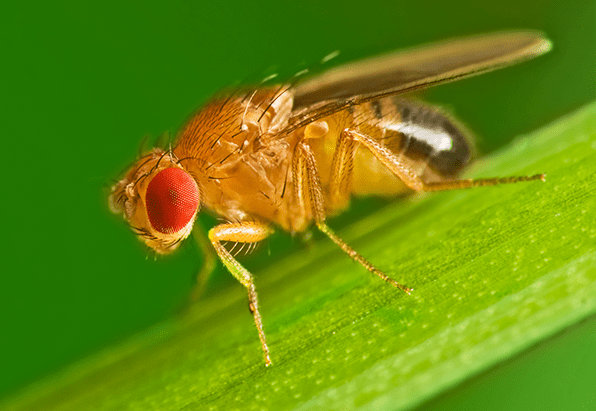 How to Get Rid of Fruit Flies