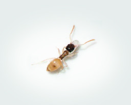 How to Get Rid of Ghost Ants?