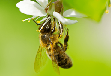 Kansas City Honey Bee