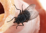 How to get rid of flies