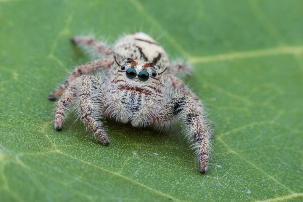 Common Spiders in Kansas City