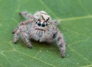 Wolf Spiders