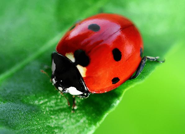 Lady Bug Facts and Information