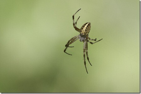 Common Spiders in Kansas City