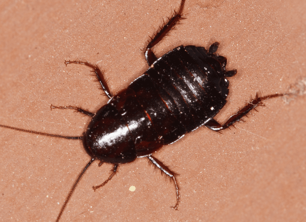 Oriental Cockroach