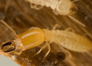 Termites in my home