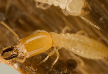How To Identify Termites