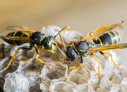 Wasp
