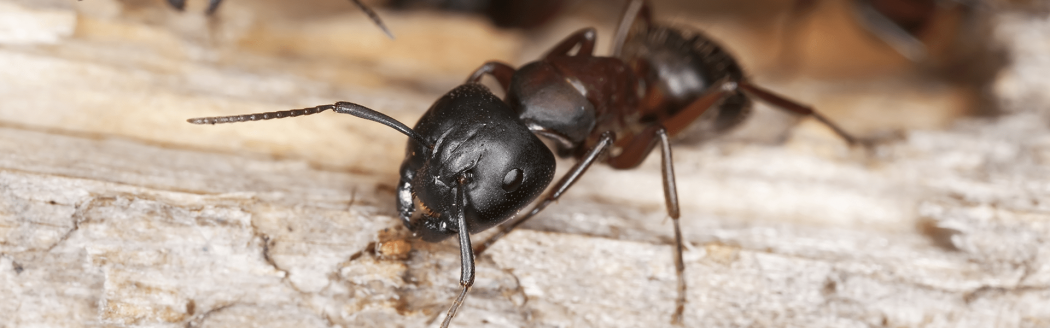 Carpenter Ants
