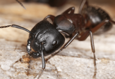Effective Ant Prevention Tips