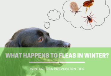 Fleas in The Winter