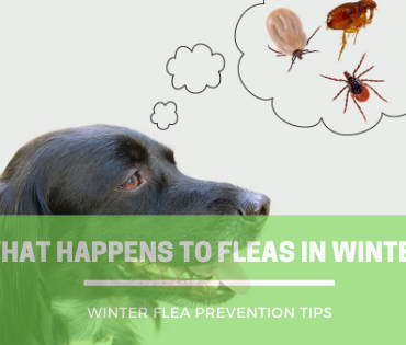 Does the Weather Affect Fleas and Ticks