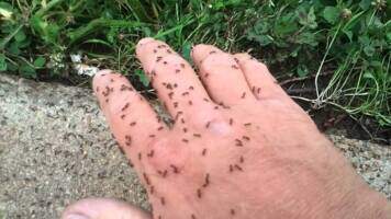 Ant Stings and Bites