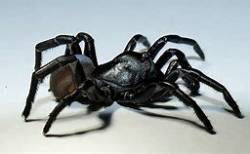 Pine Rockland trapdoor spider