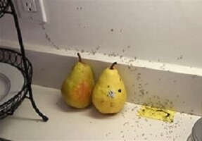 Ants In My Kitchen
