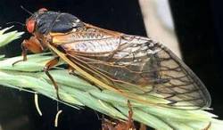 Cicadas in Kansas City