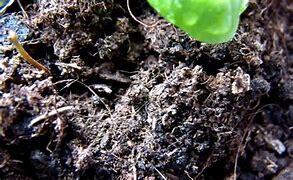 Soil Mites in Soil
