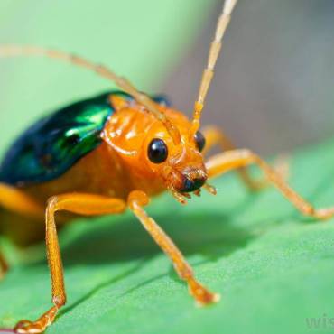 Japanese-Beetle.jpg