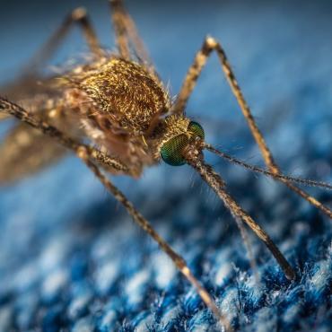 Do Mosquitoes Transmit Covid ?
