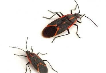 Boxelder Bugs In Your Home
